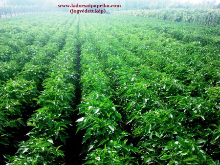 Fűszerpaprika termesztés